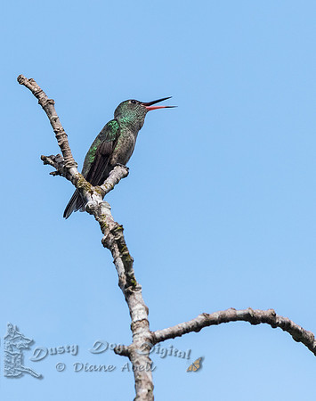 Rufous-tailed Hummingbird