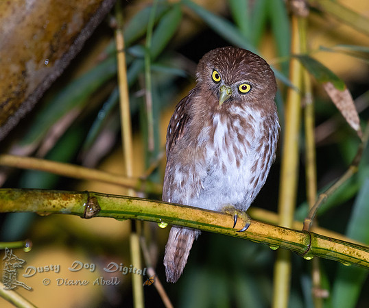 Ferruginous Pigmy Owl