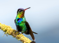 Fiery-throated Hummingbird