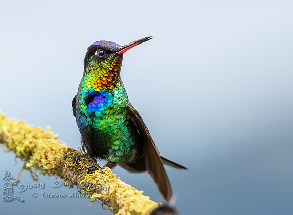 Fiery-throated Hummingbird