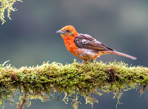 Flame-colored Tanager