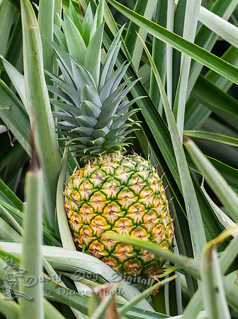 Pineapple