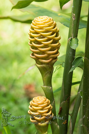 Beehive Ginger
