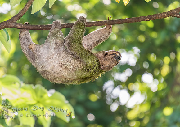 Three-toed Sloth