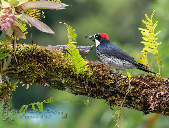 Acorn Woodpecker
