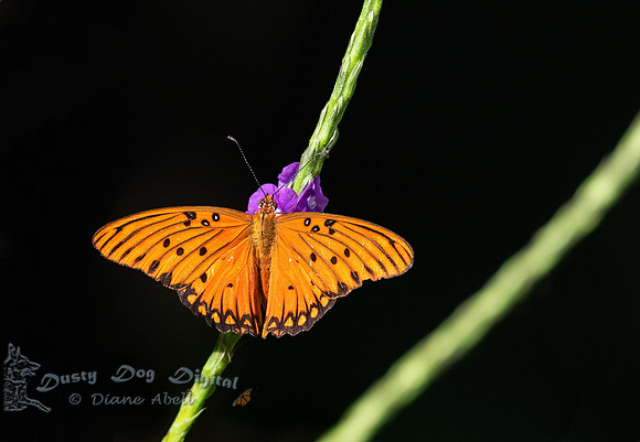 Gulf Fritillary