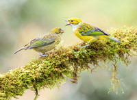 Silver-throated Tanagers,  juvenile and adult
