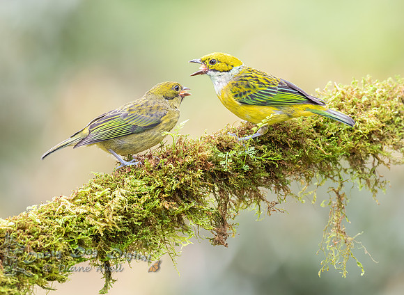 Silver-throated Tanagers,  juvenile and adult