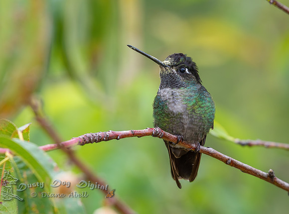 Volcano Hummingbird