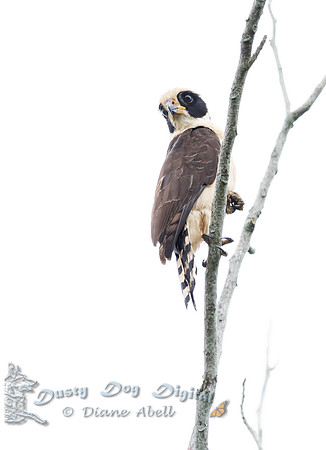 Laughing Falcon