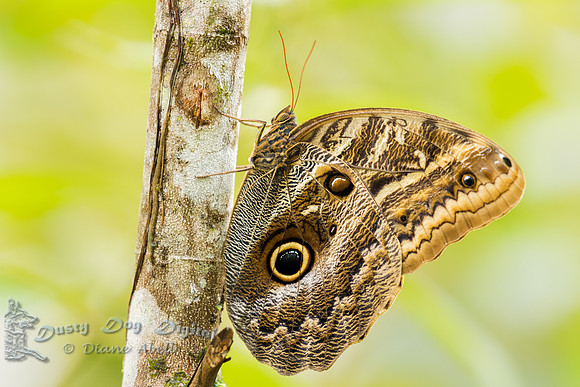 Owl Butterfly