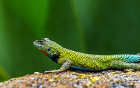 Spiny Green Lizard