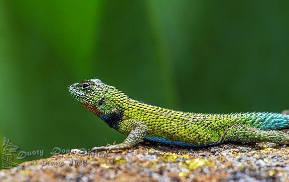 Spiny Green Lizard