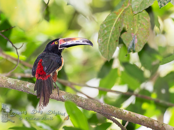 Collared Aracari