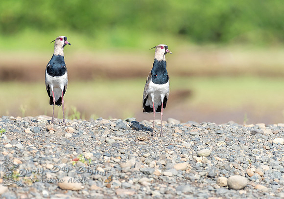 Southern Lapwing Pair