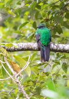 Resplendent Quetzal, female