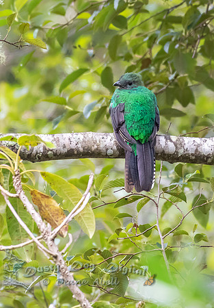 Resplendent Quetzal, female