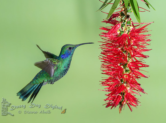 Lesser Violetear