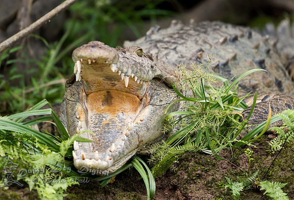 American Crocodile