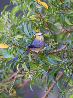 Long-tailed Silky Flycatcher