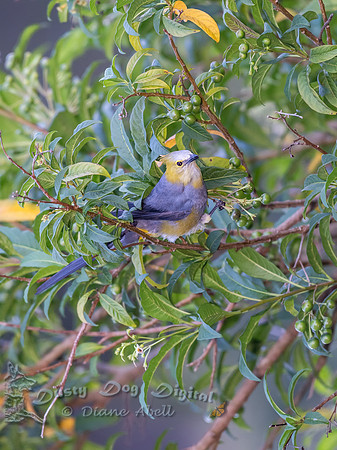 Long-tailed Silky Flycatcher