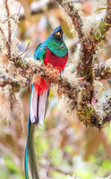 Resplendent Quetzal, male