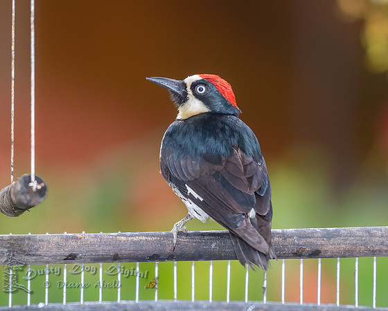 Acorn Woodpecker