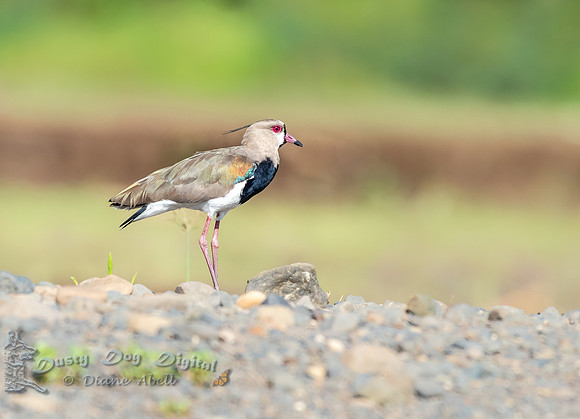 Southern Lapwing