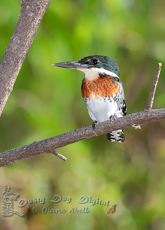 Green Kingfisher