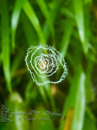 Strange Spider Web