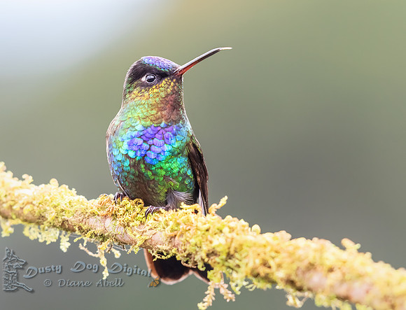 Fiery-throated Hummingbird
