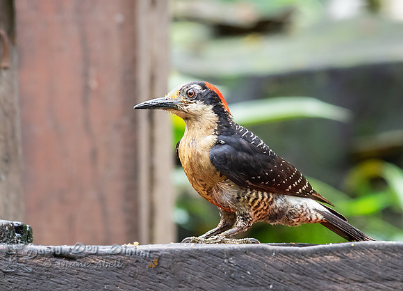 Black-cheeked Woodpecker