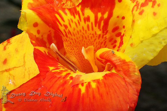 Yellow-Orange lily-like flower