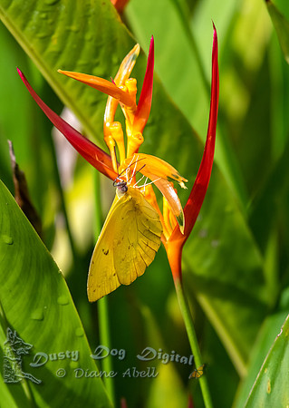Orange Sulpher Butterfly