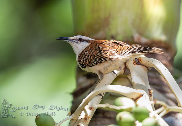 Rufous-naped Wren