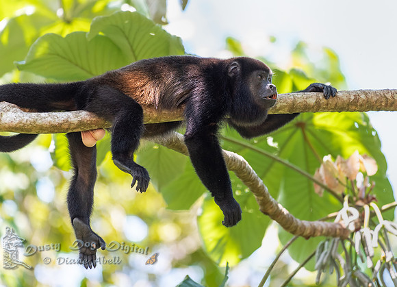 Howler Monkey