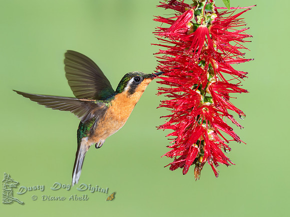 White-throated Mountain Gem, female