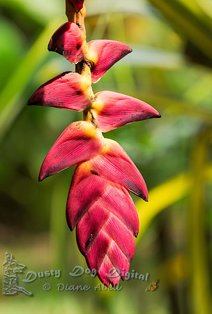 Heliconia