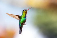 Fiery-throated Hummingbird