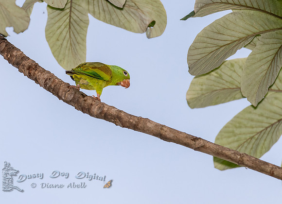 Mealy Parrot
