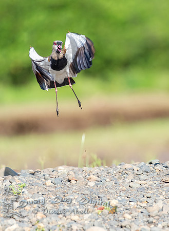 Southern Lapwing