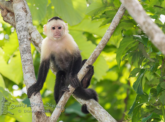 White-faced Capuchin