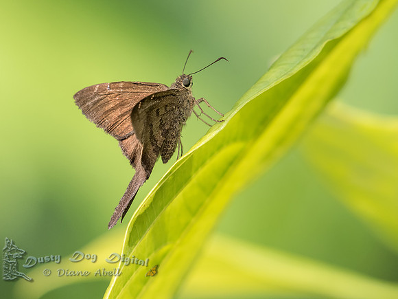 Long-tailed Skipper