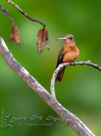 Cinnamon Hummingbird
