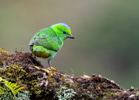 Golden-browed Chlorophonia