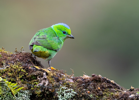 Golden-browed Chlorophonia