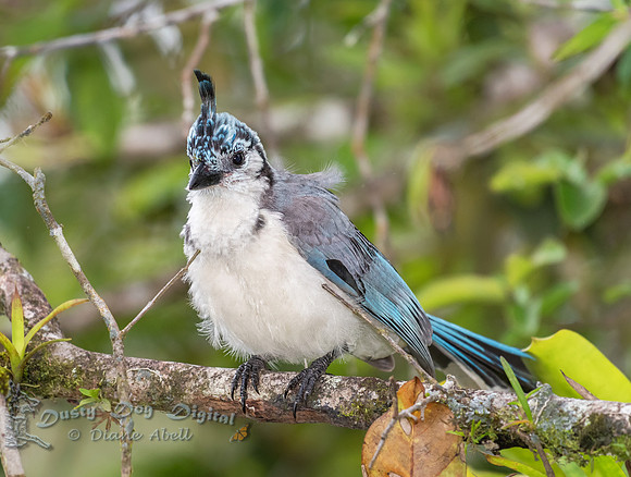 White-throated Magpie Jay