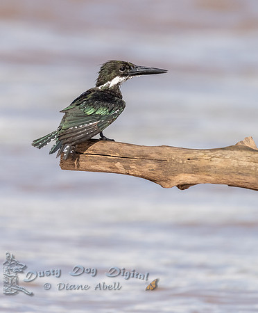 Green Kingfisher