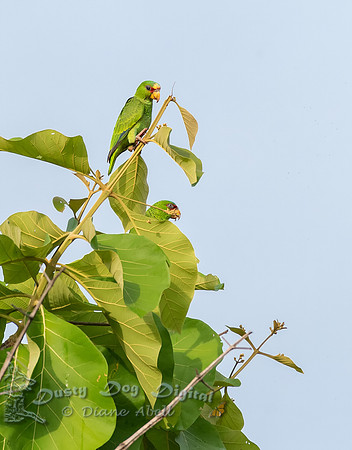 White-faced Parrot