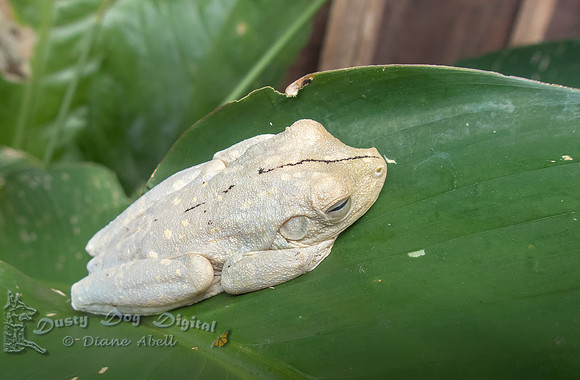 Gladiator Frog